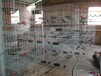 鸡笼/兔笼价格/信息/图片优质养殖笼生产销售厂家-安平兆东鸡笼厂