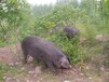 散养生态黑猪健康好味道黑猪肉登封市占全养殖专业合作社