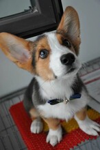 犬舍出售2个月柯基幼犬疫苗证书齐全健康有保障