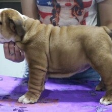 安徽犬舍出售刚满两个月的英牛幼犬安全有保障
