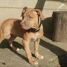 比特幼犬哪里买上海犬舍欢迎您到来挑选安全有保障