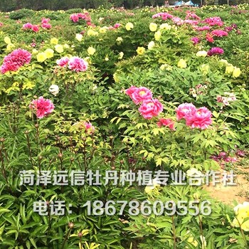 菏泽占地牡丹苗价格菏泽占地牡丹苗基地