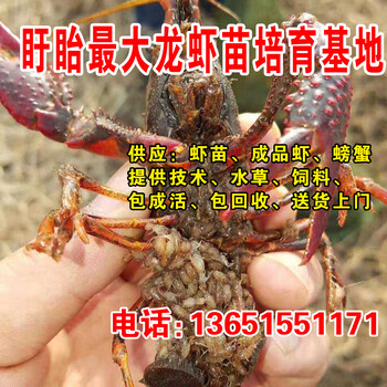 养殖小龙虾苗小龙虾苗出售虾种批发包成活包回收