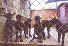 拉布拉多马犬杜宾灵缇肉狗苗等各种名犬养殖基地图片1