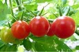 西红柿黄瓜茄子辣椒蔬菜瓜果类专用肥果粒丰颗粒水溶肥