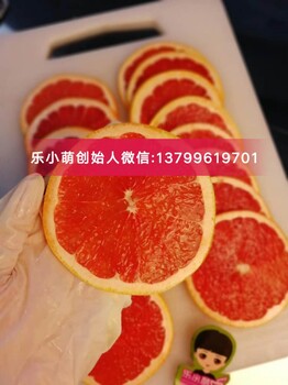 樂小萌創(chuàng)始人張莎莎全國招代理？老板娘張莎莎代理政策？