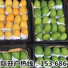 清香可口的缅甸芒果正走向世界各各国家图片