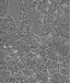 RBL-1贴壁形式细胞株技术硬