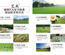 广州企业农场定制广东艾米农场生态农业图片