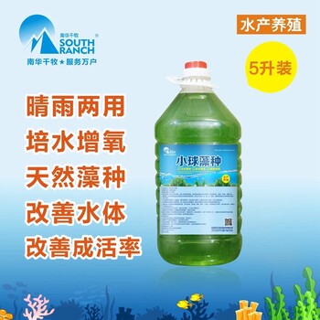 供應全國丨南華千牧小球藻丨濃縮藻種肥水培藻