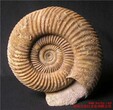 深圳菊石化石贝壳化石收藏贝壳红供图片
