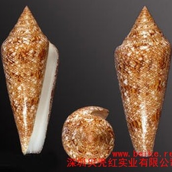 深圳海之荣光芋螺海之荣光芋螺收藏贝壳红供