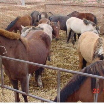 山东肉驴养殖销售基地顺龙养殖工业园