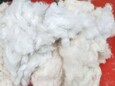 河南周口长期供应各种棉被再生棉，并求购大量丝棉被、枕头棉