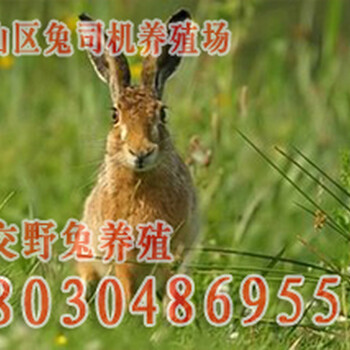 攀枝花杂交野兔场，攀枝花杂交野兔送货上门，攀枝花杂交野兔养殖技术