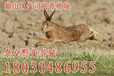 四川野兔，四川杂交野兔，四川杂交野兔养殖，四川杂交野兔繁育基地