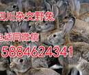 四川遂宁杂交野兔，四川遂宁杂交野兔养殖场，四川遂宁兔子图片