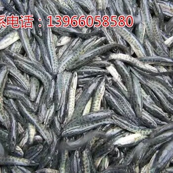 蚌埠批发黑鱼苗,成品黑鱼，品质好,价格低，提供运输