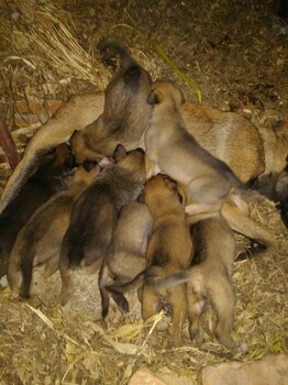 佛山马犬繁殖基地繁殖纯种马犬支持上门看狗或货到付款