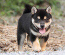 佛山哪里有卖柴犬柴犬多少钱一只柴犬幼犬价格纯种柴犬图片