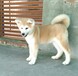 佛山哪里有卖秋田犬佛山禅城秋田犬秋田幼犬价格纯种秋田犬多少钱