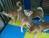 佛山哪里可以买秋田犬佛山秋田犬价格秋田犬多少钱一只佛山纯种秋田犬