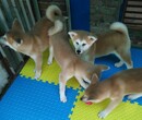 佛山南海秋田犬价格佛山秋田幼犬多少钱纯种秋田犬多少钱一只秋田幼犬价格多少