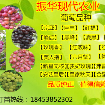 葡萄苗