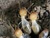 發現有白蟻勿噴殺蟲劑-深圳市白蟻防治公司