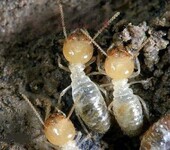发现有白蚁勿喷杀虫剂-深圳市白蚁防治公司