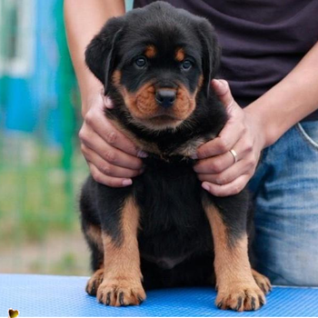 武汉罗威纳犬舍双血统德系大头宽头版罗威纳幼犬