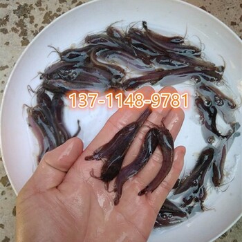 日照加州鱸魚(yú)苗東營(yíng)中華鱉魚(yú)苗菏澤長(zhǎng)江草魚(yú)苗批發(fā)