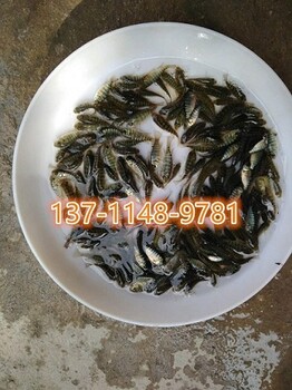 廣東韶關鰻魚苗廣州鯉魚苗湛江長江草魚苗批發(fā)