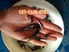 黑龍江哈爾濱黃鯰魚苗大慶淡水白鯧魚苗齊齊哈爾本地塘鲺魚苗批發