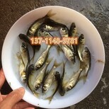 莆田黑鲩鱼苗漳州胡子鲶鱼苗宁德加州鲈鱼苗批发图片3