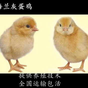 吴川海兰灰蛋鸡苗出售-海兰褐蛋鸡苗-绿壳蛋鸡苗