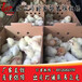 沐阳蛋鸡苗-海兰灰蛋鸡苗-海兰褐蛋鸡苗-罗曼粉蛋鸡苗出售
