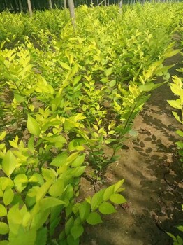 金葉榆、河北金葉榆、河北金葉榆