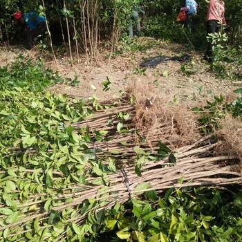 赣州花卉批发大市场在什么位置.价格怎么样