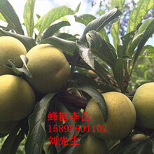 宜宾蜂糖李、宜宾蜂糖李特点图片