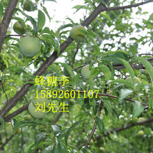 简阳蜂糖李、简阳蜂糖李批发图片