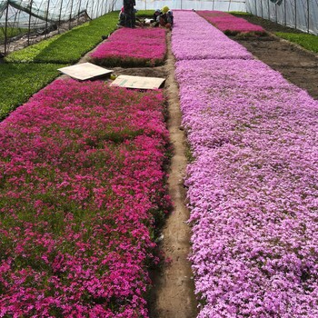 辽宁宿根花卉、耐旱宿根花卉、芝樱价格