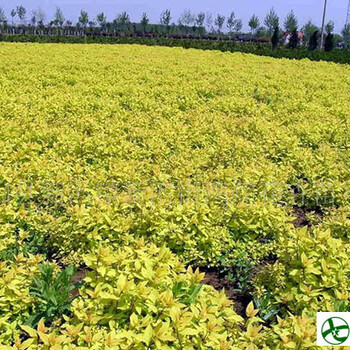 遼寧大花萱草、德國景天。鼠尾草，假龍頭
