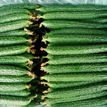 黄瓜河北特产农场种植青县农业种植园新鲜黄瓜产品