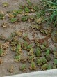 四川青蛙养殖基地南充黑斑蛙养殖价格大量批发图片