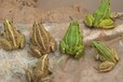 四川生态青蛙养殖达州生态青蛙养殖大量批发供应