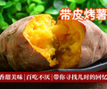 四川泉城烤薯加盟,多年经验助你轻松开店没钱一样能做
