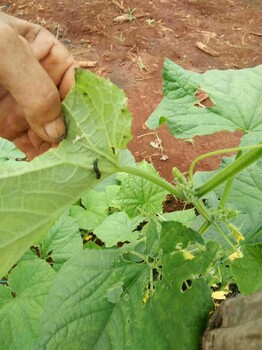 甜菜夜蛾防治吊丝虫药甲维盐菜青虫药