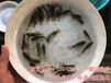 广西河池大口鲶鱼苗南宁桂花鱼苗鳜鱼苗批发价格