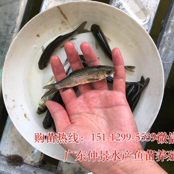 湖南永州胡子鲶鱼苗塘鲺鱼苗湖南怀化草鱼苗批发价格